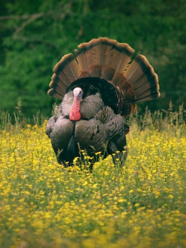 5 Mistakes Most Turkey Hunters Make